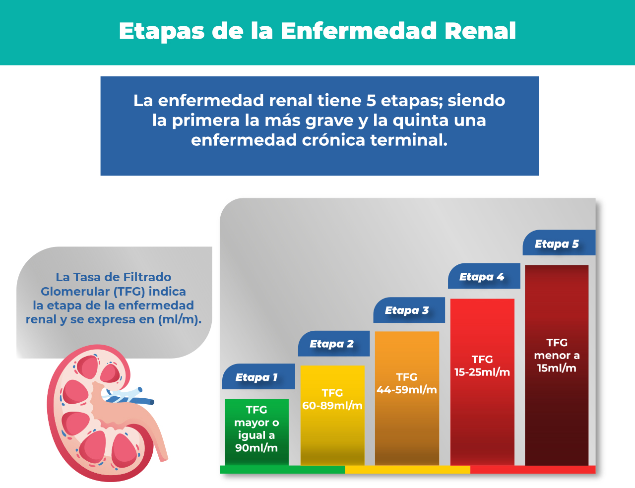 Etapas De La Enfermedad Renal